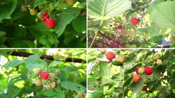 Raspberry Harvesting Collage Red Raspberry Garden Collage — 图库视频影像