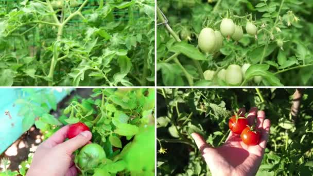 Colagem Tomates Orgânicos Jardim Coleta Tomates Orgânicos — Vídeo de Stock