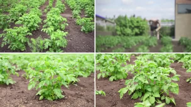 Φυτείες Πατάτας Φυτρώνουν Στο Χωράφι Κολάζ Φαγητού Γραμμές Λαχανικών Γεωργία — Αρχείο Βίντεο