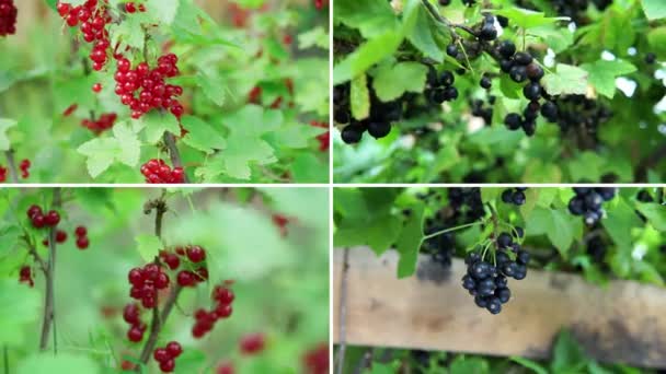 Collage Red Black White Currants Summer Summer Harvest Garden — Stockvideo