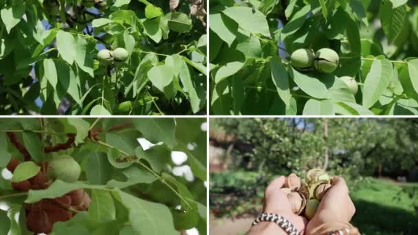 Ανάπτυξη Καρυδιών Κολάζ Παράγουν Juglans Regia Δέντρο Στο Οπωρώνα Καρυδιών — Αρχείο Βίντεο