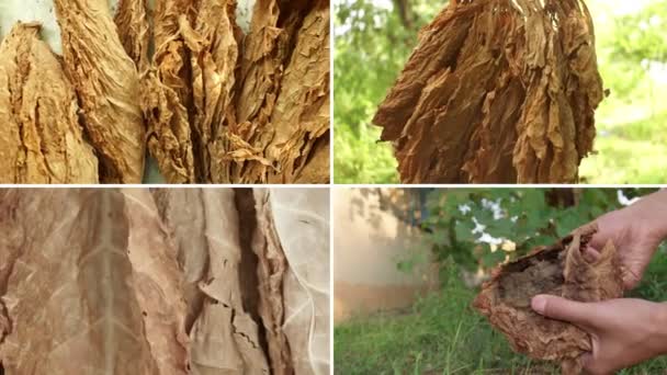Tobacco Plant Field Collage Drying Tobacco Leaves — Stok video
