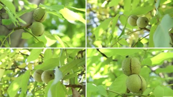 Walnuts Growth Collage Ripe Nuts Walnut Tree Juglans Regia Persian — стокове відео