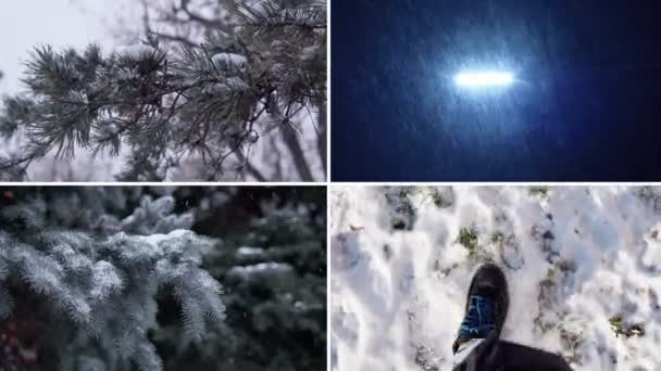Bosque Collage Invierno Troncos Delgados Coníferas Altas Nieve Bosque Invierno — Vídeos de Stock