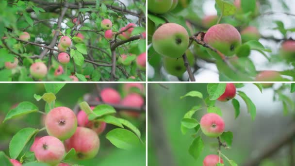 Садовий Яблучний Колаж Органічного Землеробства Здорового Харчування — стокове відео