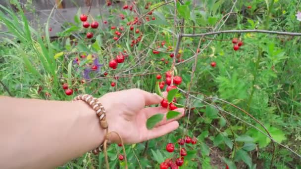 Red Cherries Branch Garden Many Ripe Cherry Berry Cherry Tree — Αρχείο Βίντεο