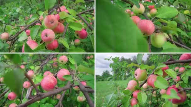 Collage Different Varieties Apples Harvesting Process — 图库视频影像