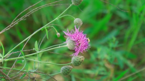 有拉丁文名Carduus的植物 有绿色的自然背景 有一群大黄蜂 巨无霸在给一朵紫色的花授粉 — 图库视频影像