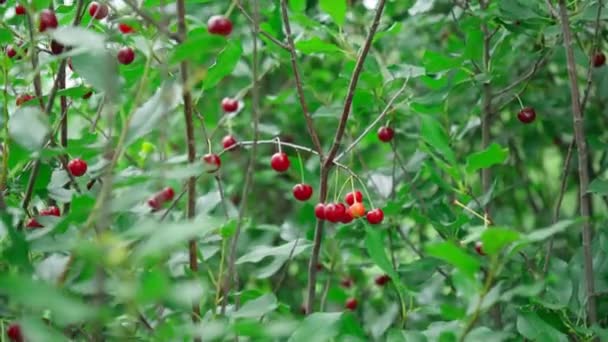 Kırmızı Kiraz Böğürtleni Bolluk Hasadı Yaz Kiraz Ağacı Bahçedeki Ağaçta — Stok video