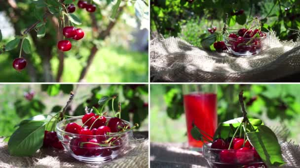 Ripe Cherries Garden Collage Background Banner Red Fruits — Vídeo de Stock