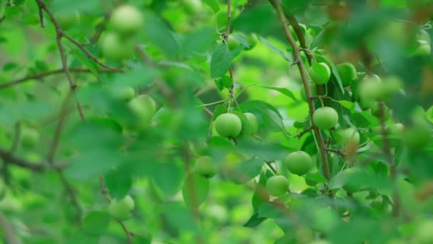 Deliciosas Maçãs Verdes Penduradas Galho Árvore Pomar Maçãs Foco Seletivo — Vídeo de Stock