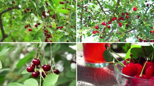 Cherry Berries Ripen Tree Summer Day Collage — стоковое видео