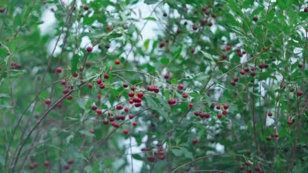 Ripe Cherries Hang Branch Cherry Tree Delicious Healthy Fruits — стоковое видео