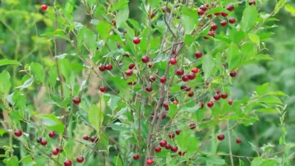 Cerises Rouges Mûres Accrochées Une Branche Cerisier Avec Fond Flou — Video