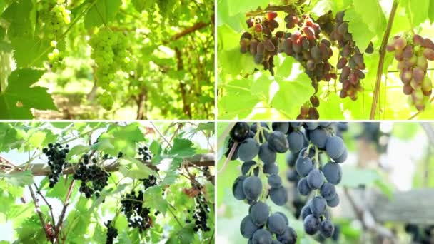 Clusters Ripening Grapes Grape Plantation Farmers Harvesting Grape Wine Making — Stok Video