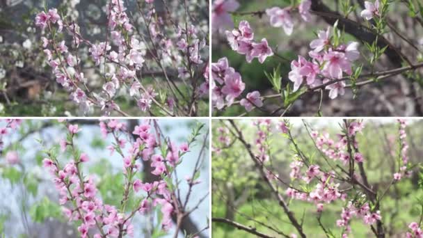 Collage Different Spring Flowers Blossoming Tree Spring Summer Weather — Stockvideo