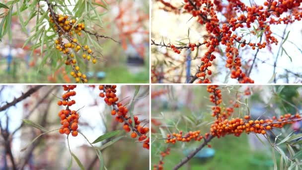 Collage Alternative Herbal Medicine Herbal Medicine Sea Buckthorn Berries — Stok video