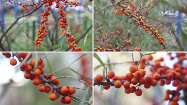 Collage Alternative Herbal Medicine Herbal Medicine Sea Buckthorn Berries — ストック動画