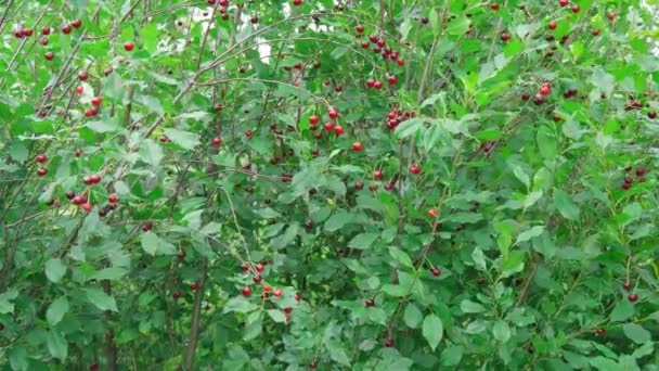 Ripe Red Sweet Cherry Branch Agriculture Berry Growing Concept Selective — Stock Video