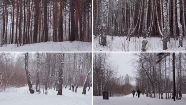 Δάσος Στο Χειμερινό Κολάζ Λεπτός Κορμός Από Ψηλά Κωνοφόρα Στο — Αρχείο Βίντεο