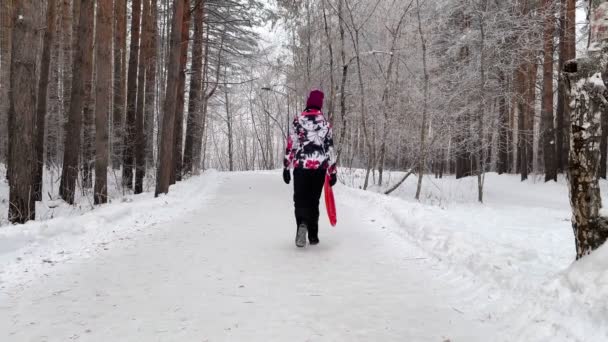 冬の森の風景 素晴らしい 魔法の木の雪に覆われた 冬の道 少女はジェットコースターのボードと冬に行きます — ストック動画