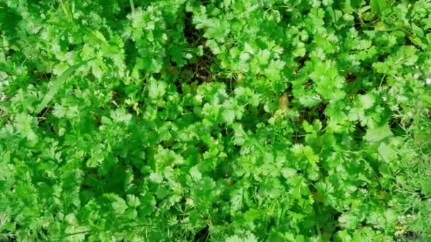 Freshly Picked Stems Coriander Cilantro Fresh Leaves Hand Selective Focus — Vídeo de Stock