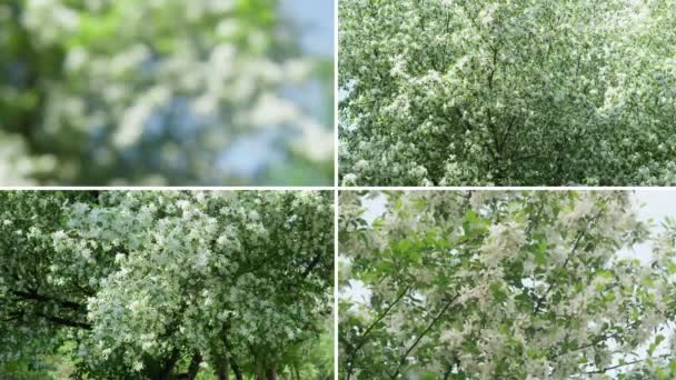 白色开花树的特写 苹果树枝条开花 有选择的重点 植物春天场景的概念 Collage Video — 图库视频影像