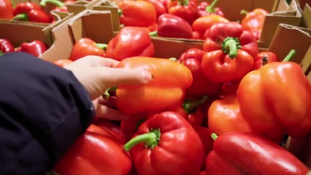 Élelmiszerbolt Szedés Friss Zöldségeket Főzni Szupermarketben Főzés Otthon — Stock videók