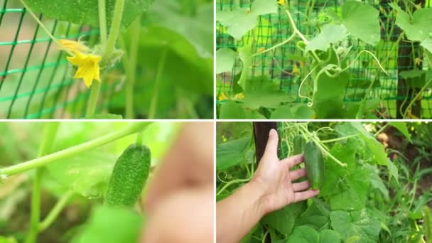 Collage Vegetables Products Cucumber Healthy Eating Concept Gardening — Vídeo de Stock