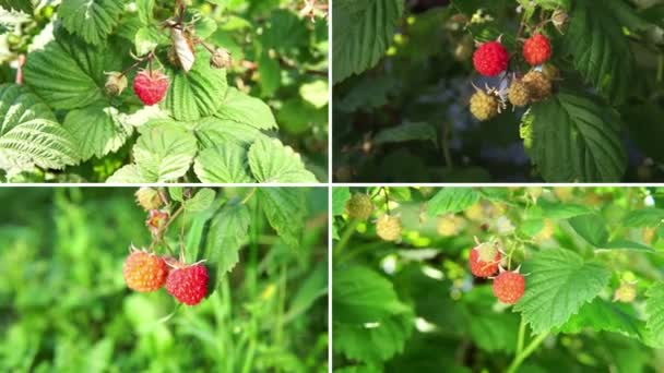 Collection Organic Fruits Raspberries Set Different Composition Ripe Berries — Stock Video