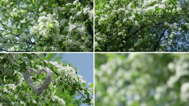 Collage Video Weiß Blühende Äste Der Strahlenden Frühlingssonne Hintergrund Abstraktion — Stockvideo