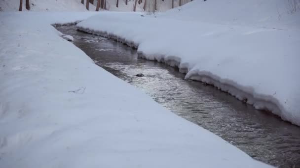 Strumień Małej Rzeki Lesie Płynie Zimą Spacer Zimowym Lesie — Wideo stockowe