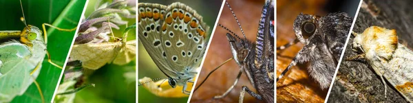 異なる蝶の美しさを示すクローズアップコラージュバナー — ストック写真