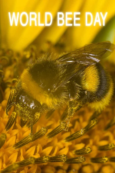 Bal Arısı Sarı Çiçekten Polen Topluyor Kapatın Arı Günü Dikey — Stok fotoğraf