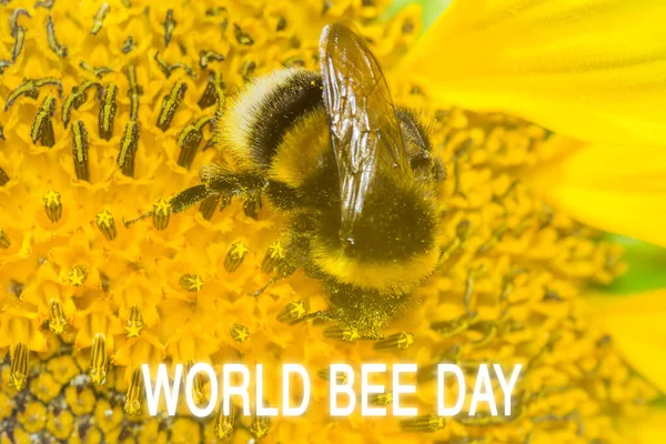 Bal Arısı Sarı Çiçekten Polen Topluyor Kapatın Arı Günü Seçici — Stok fotoğraf