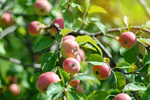 Jabłoń Gałąź Dojrzałych Czerwonych Jabłek Drzewie Ogrodzie Jesienny Ogród Gotowy — Zdjęcie stockowe