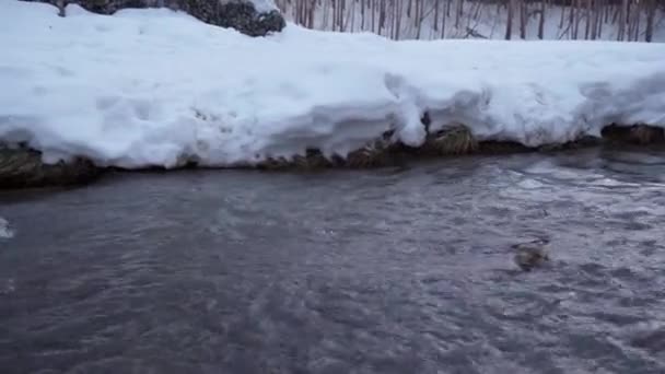 Petit Ruisseau Dans Forêt Hiver Marche Saison Hiver — Video