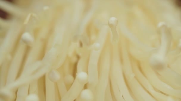 Populaire Dans Cuisine Asiatique Champignon Aiguille Fraîche Enoki Gros Plan — Video