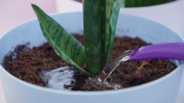 Konzept Eines Heimischen Gartens Frühling Gießen Und Sprühen Mit Wasser — Stockvideo