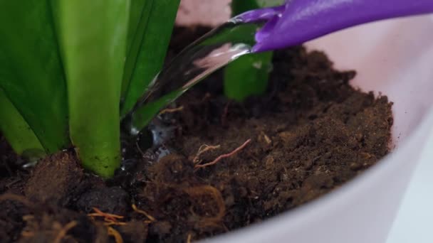 Hausgartenarbeit Und Blumenzucht Gießen Sie Wasser Blumentopf Mit Zimmerpflanze — Stockvideo