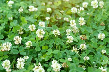 Flowers of white clover Trifolium repens.The plant is edible, medicinal. Grown as a fodder plant clipart