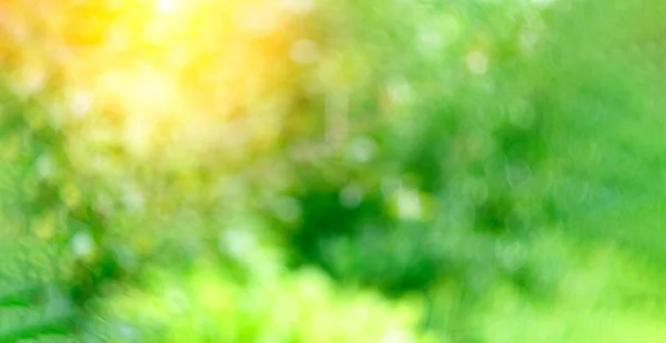 Bokeh Light Green Grass Trees Sun Rays Blurred Unfocused Video — Stockfoto