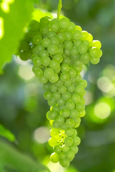 Reife Trauben Hautnah Auf Trauben Einem Weinberg Weinlesekonzept Vertikales Foto — Stockfoto
