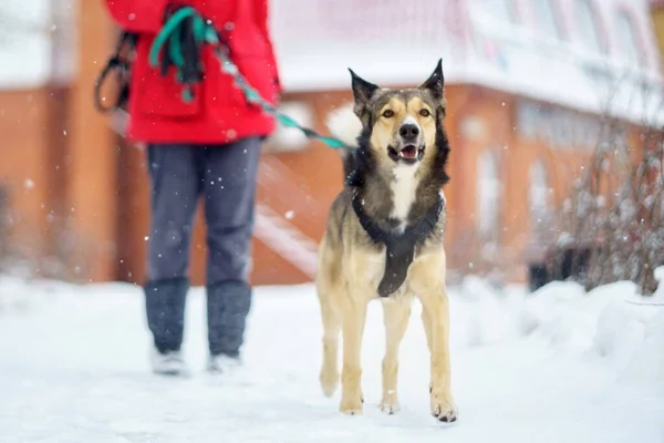 Honden Aan Lijn Wandelen Winter Selectieve Focus Buiten Besneeuwd Winter — Stockfoto