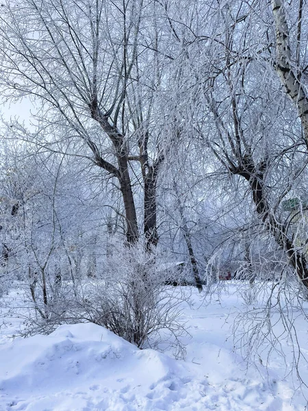 Les Zimě Tenké Kmeny Vysokých Jehličnanů Sněhu Lesní Krajina Svislá — Stock fotografie