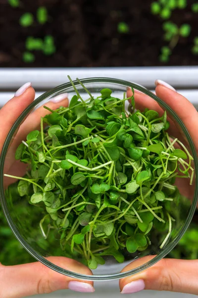 Microgreen Eco Vegan Healthy Lifestyle Vitamins Amino Acids Benefits Organic — Stock Photo, Image