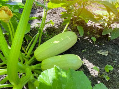 Bahçede yetişen Zucchini hasadı yakın. Seçici odak