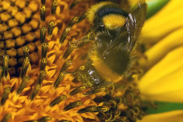 Abeille Tout Recueillant Pollen Une Fleur Les Poils Abeille Sont — Photo