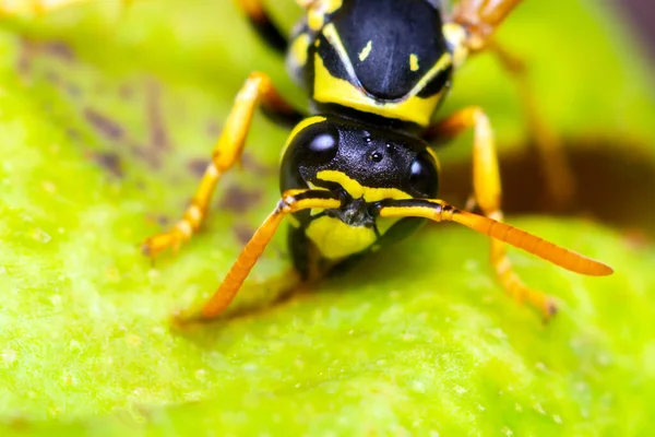 Wasp Close Insectenmacro Het Wild Selectieve Focus — Stockfoto