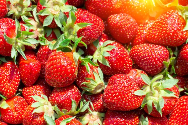 Aardbeienvelden Een Fruitboerderij Achtergrond Van Rijpe Bessen Close — Stockfoto